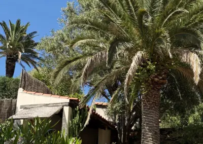 Jardin luxuriant avec palmiers et végétation méditerranéenne entourant la maison de location à Port-Vendres